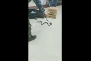 Snake Viral Video: एयरपोर्ट पर चेकिंग के लिए बैग खोला तो निकले 22 जिंदा सांप! वीडियो वायरल