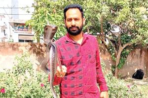 कोबरा सांप मिलने से मचा हड़कंप