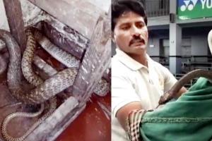 दो सांपों की लड़ाई लड़कियों के बाथरूम तक पहुंची ! ऐसे किये गये रेस्क्यू