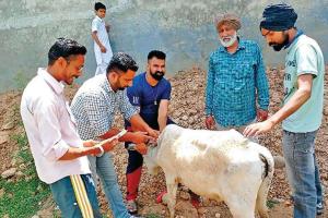 डेरा श्रद्धालुओं ने करवाया बेजुबान का इलाज