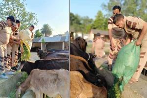 ब्लॉक शामली के सेवादारों ने गायों के लिए डाला 8 कुंतल हरा चारा