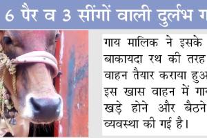 6 पैर व 3 सींगों वाली दुर्लभ गाय, देखने को उमड़ी भीड़