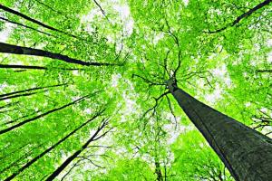 World Environment Day 2023: पर्यावरण संरक्षण में हमारा कितना योगदान