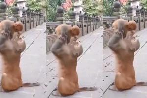Monkey Viral Video: माँ का प्यार! जब बंदर मां ने बेबी मंकी को दी प्यार भरी झप्पी, वीडियो हुआ वायरल
