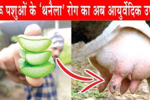 ‘Thanela’ disease: दुधारू पशुओं के ‘थनैला’ रोग का अब आयुर्वेदिक उपचार