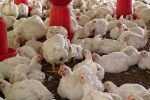 ब्राजील ने बर्ड फ्लू के कारण की 6 महीने के लिए आपातकाल की घोषणा