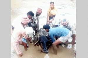 दलदल में फंसी गाय को सेवादारों ने निकाला बाहर