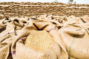 Food Grains: गहराते खाद्यान्न संकट पर भारत का रूख