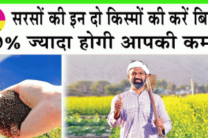 Mustard cultivation: सरसों की इन दो किस्मों की करें बिजाई, 40% ज्यादा होगी आपकी कमाई