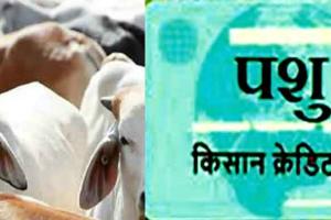 पशुधन क्रेडिट कार्ड योजना से पाएं तीन लाख का लोन