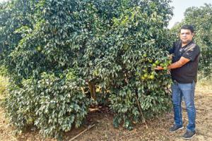 सोशल मीडिया से जानकारी जुटाकर किसान जितेन्द्र ने शुरु की बागवानी