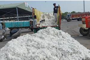 बाजार में सफेद सोने की आवक तेज