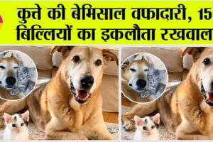 Viral News: कुत्ते की बेमिसाल वफादारी, 150 बिल्लियों का इकलौता रखवाला!