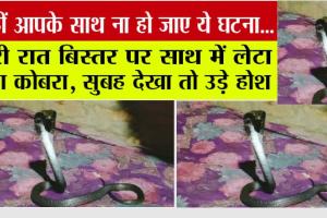 Fatehabad: पूरी रात बिस्तर पर साथ में लेटा रहा कोबरा, सुबह देखा तो उड़े होश, खबर जरूर पढ़ें, कहीं आपके साथ ना हो ये घटना…