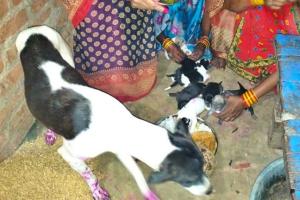 खबरें जरा हटके: डॉगी ने 9 पिल्लों को दिया जन्म, खुशी में मालकिन ने कर दिया ये बड़ा काम….