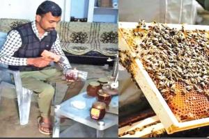 Honey Bee Farming : प्रगतिशील किसान ने 14 वर्ष में लाखों तक पहुंचाया कारोबार