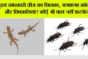 Tips and Tricks: इस चमत्कारी चीज का छिलका, भगाएगा कॉकरोच और छिपकलियां? कीड़े भी पास नहीं फटकेंगे…