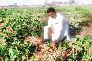Agriculture : 20 वर्षों से सब्जी उत्पादन से जुड़कर प्रतिवर्ष लाखों का उठा रहा मुनाफा