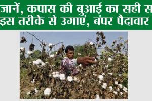 Agriculture: आसान हुई अब कपास की खेती, ऐसे लगाएं और लाभदायक फसल पाएं