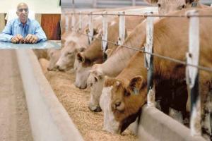 Wheat Dry Fodder : खेतों से तैयार नई तूड़ी कर सकती है आपके पशु का स्वास्थ्य खराब, रखें खास ख्याल