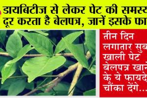 Bael Patra Benefits: गर्मियों में सुबह खाली पेट बेल पत्र खाने से मिलते हैं ये गजब के फायदे, इस तरह करें इसका सेवन