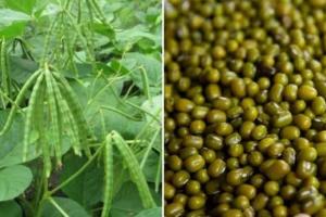 Moong Ki Kheti : बेहतर उत्पादन के लिए कतारों में करें बिजाई