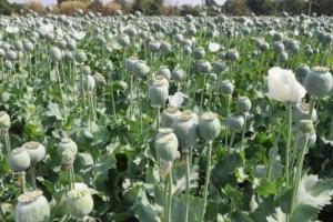 Opium : अफीम इलाज नहीं, सिर्फ नशा है