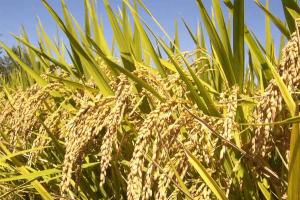 PUSA-44 : किसान वैज्ञानिक दृष्टिकोण अपनाएं