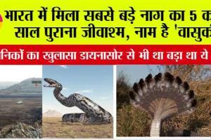 Snake Fossil Found: हकीकत में था वासुकी नाग! 50 फीट का था इसका शरीर, गुजरात के कच्छ में पाएं गए प्राचीन जीवाश्म, टी-रेक्स डायनासोर से भी था बड़ा