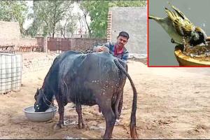 Heatwave: भीषण गर्मी का कहर: इंसान बेहाल, पशु भी लाचार, पशुपालन विभाग की हिदायतें जारी