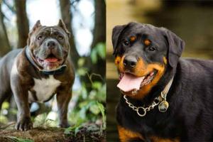 Pet Dogs : पालतू कुत्तों का आतंक