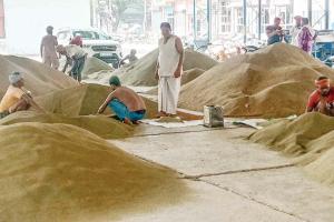 Slehri Medicine : सलेहरी औषधि की खुशबू से महक उठी लाडवा मंडी