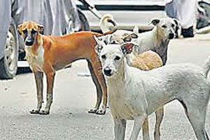 आवारा कुत्तों के झुंड ने महिला को नोचा, मौत