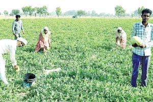 Watermelon Farming : तरबूज की मिठास ने खारियां के किसान कृष्ण कालड़ा को बनाया लखपति