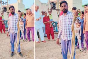Snake: गांव भट्टूकलां में पकड़े दो सांपों को सुरक्षित स्थान पर छोड़ा