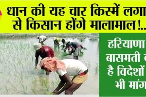Top Paddy Variety : धान की यह चार किस्में लगाने से किसान होंगे मालामाल!