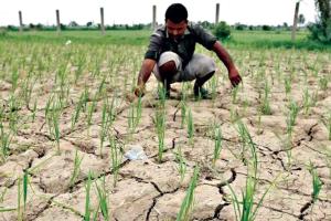 सूखने लगे धान के खेत, किसानों की चिंता बढ़ी
