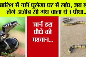 Snake News: चोरी से भी घर में नहीं घुस पाएगा सांप, जब लगा लेंगे ये विशेष गंध वाला 1 पौधा, जानें इस पौधे की पहचान…