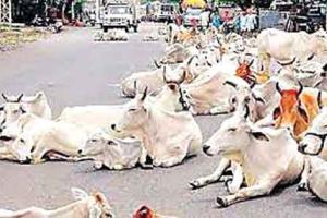 सड़कों पर घूम रहे पशुओं को पकड़कर कैटल पाउंड में बन्द करे सरकारी विभाग