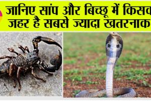 Venom: इन जहरीले जीवों में ज्यादा जहरीला कौन है बिच्छू या सांप? यहां पढ़ें पूरी जानकारी