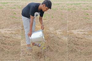 प्रेमी नरेश इन्सां ने अपने जन्म दिन पर किया पौधारोपण