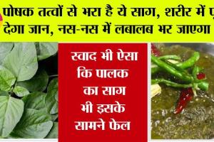 Chaulai Saag Benefits: पोषक तत्वों से भरा है यह साग, सेवन से नस-नस में लबालब भर जाएगा रक्त, स्वाद भी ऐसा कि पालक का साग भी इसके सामने फेल