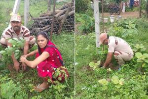 महाराष्ट्र के प्रेमी सेवक मान सिंह इन्सां ने पेड़ लगाकर मनाया अवतार माह