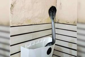 Snake: फतेहाबाद के इस गांव में टॉयलेट की टंकी से निकला कोबरा, स्नैक मैन भी हैरान