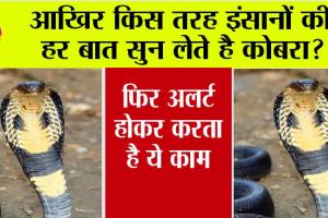 Cobra Snake: आखिर किस तरह इंसानों की हर बात सुन लेते है कोबरा? इस रिसर्च से पता चला सच