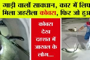 Snake: गाड़ी वालों सावधान, कार में लिपटा मिला जहरीला कोबरा, फिर जो हुआ…