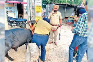 सड़क सुरक्षा फोर्स की टीम ने बेसहारा पशुओं के गलों में बांधे रिफ्लैक्टर