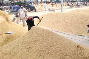 अनाज मंडी में सस्ते भाव पीट रहा किसान का सोना