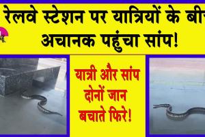Viral Video: जब रेलवे स्टेशन के प्लेटफॉर्म पर अचानक पहुंचा विशालकाय सांप तो यात्रियों में मची दहशत!