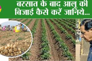 Aloo ki Kheti: बरसात के बाद आलू की बिजाई कैसे करें जानिये…